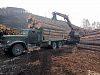 Бревно кедра - отгрузка на пилораму